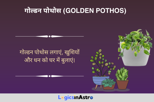 गोल्डन पोथोस (Golden Pothos)