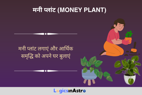 मनी प्लांट (Money Plant)